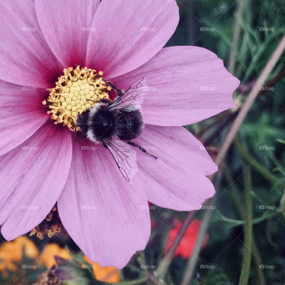 Bee on pink flower 