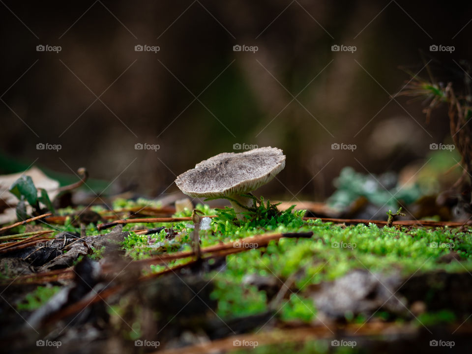 Mushroom