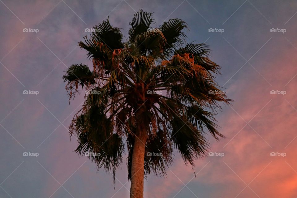 Sunset Palms 