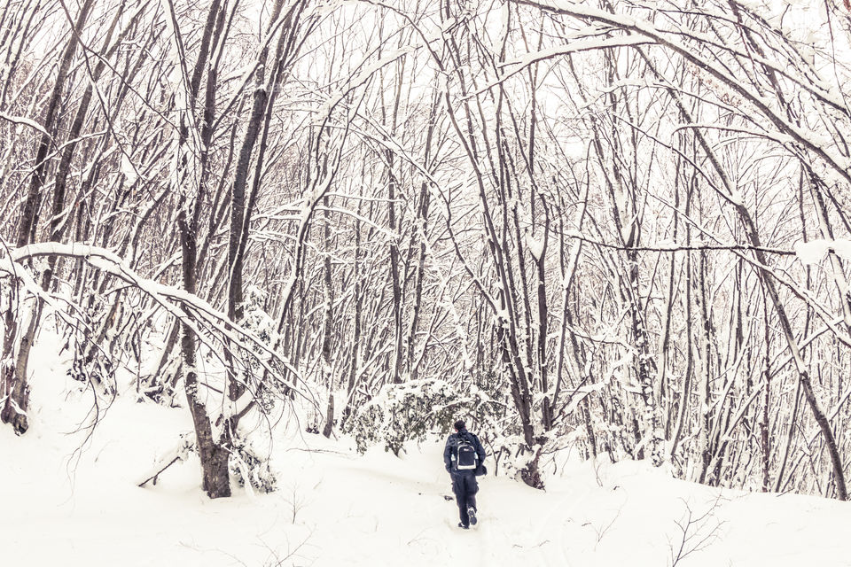 Man Walking In A Snowy Forest Landscape With Trees
