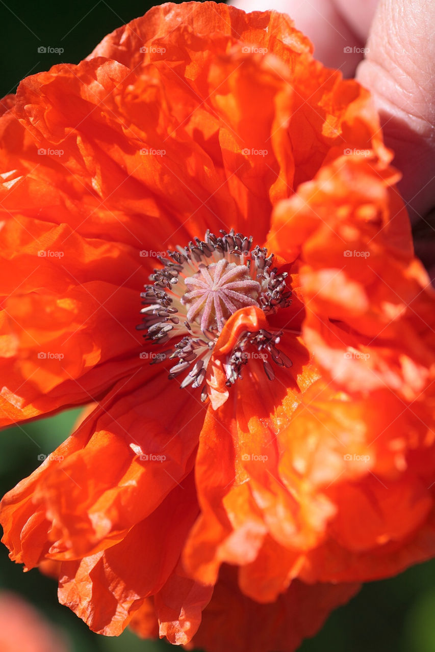 Poppy flower