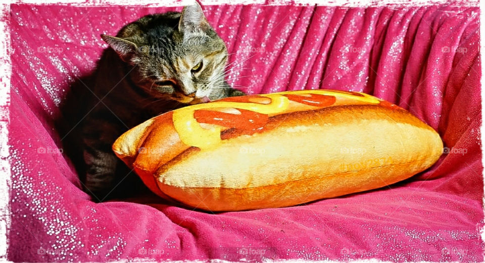 cat and a stuffed hotdog