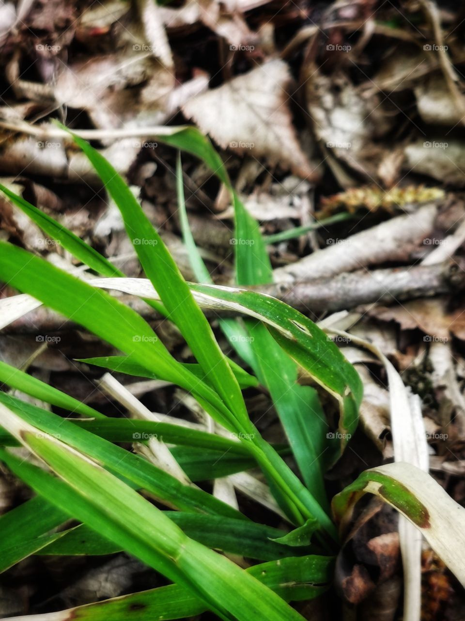 Plants green day forest