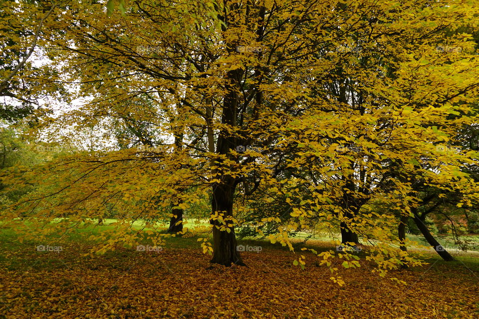 Horizontal photo of a wide span tree with beautiful golden yellow leaves 🍁💛🍁🍁