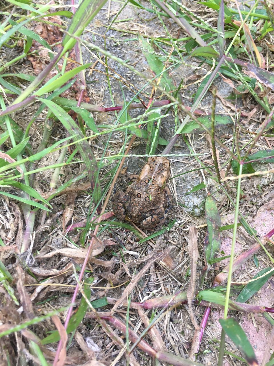 Tiny frog escaping from mower 