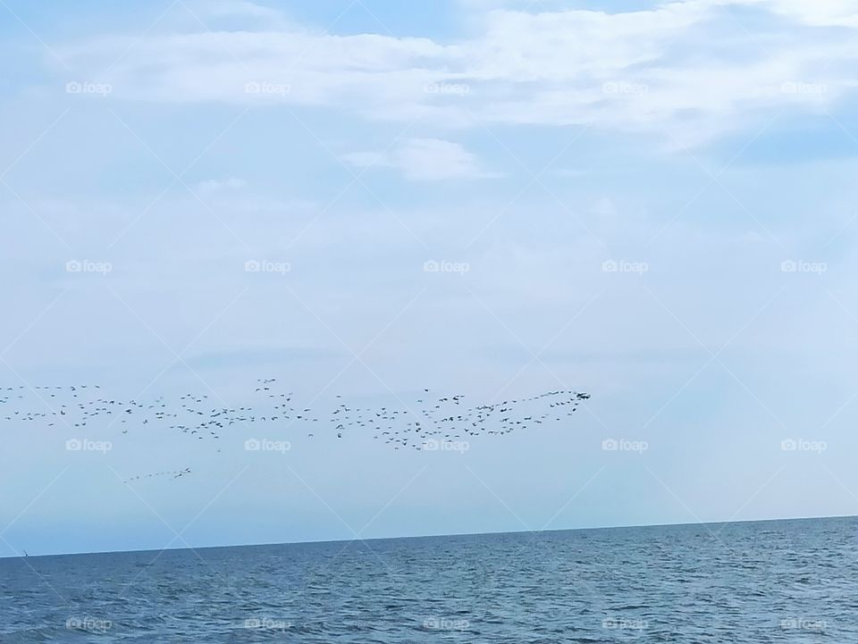Flock of birds