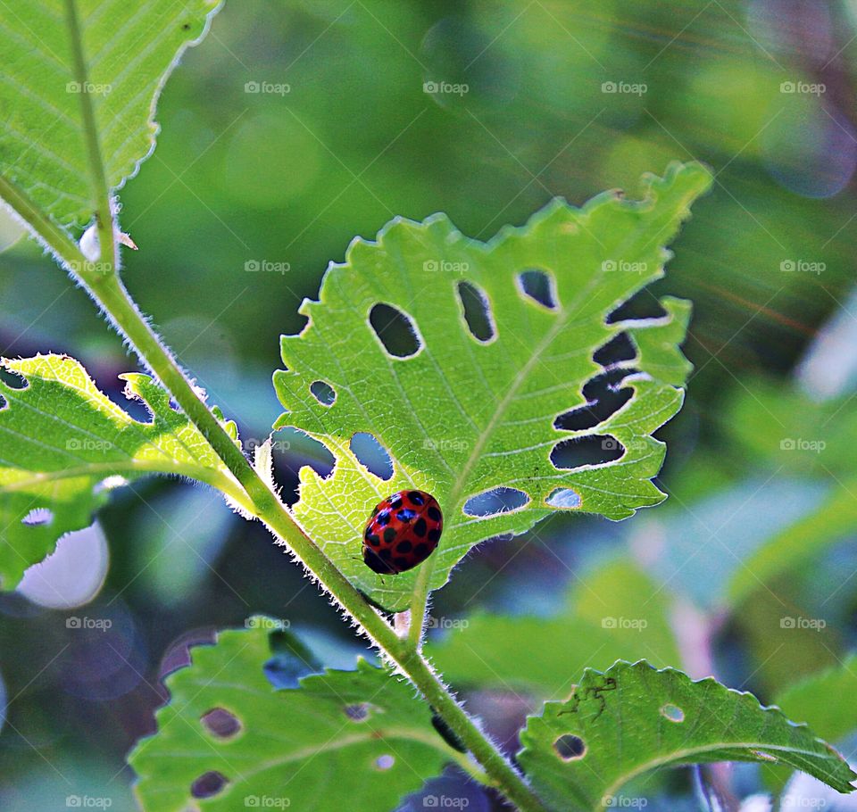 black spotted ladybird
