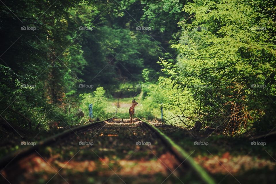 Deer on wooded railroad track