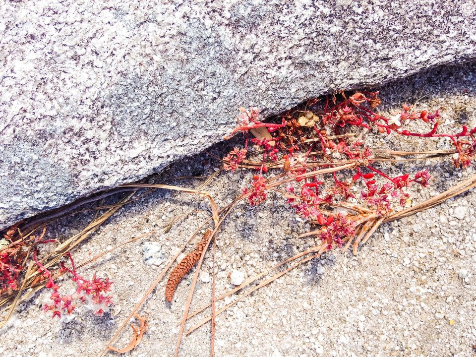 Red vegetation on Stone Mountain