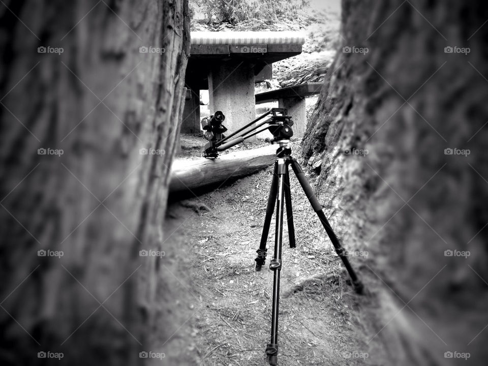 tree camera bw tripod by jehugarcia