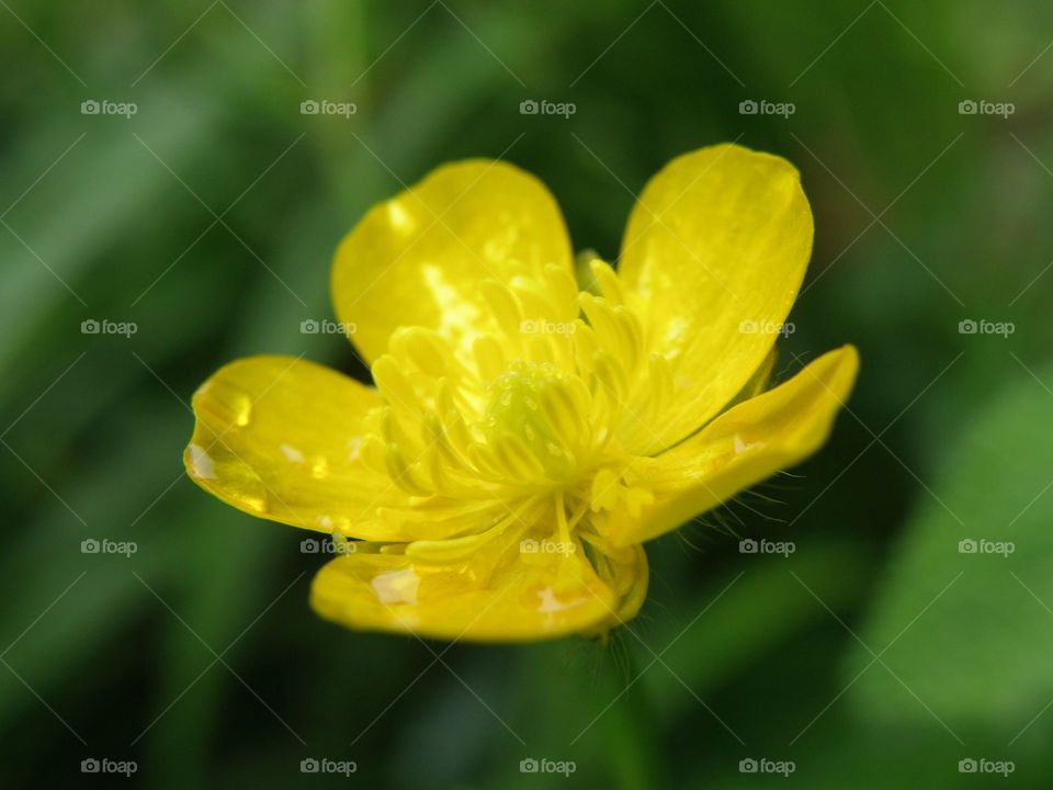 Close-up of yellow flower