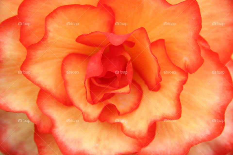 Flower, orange, peonies 