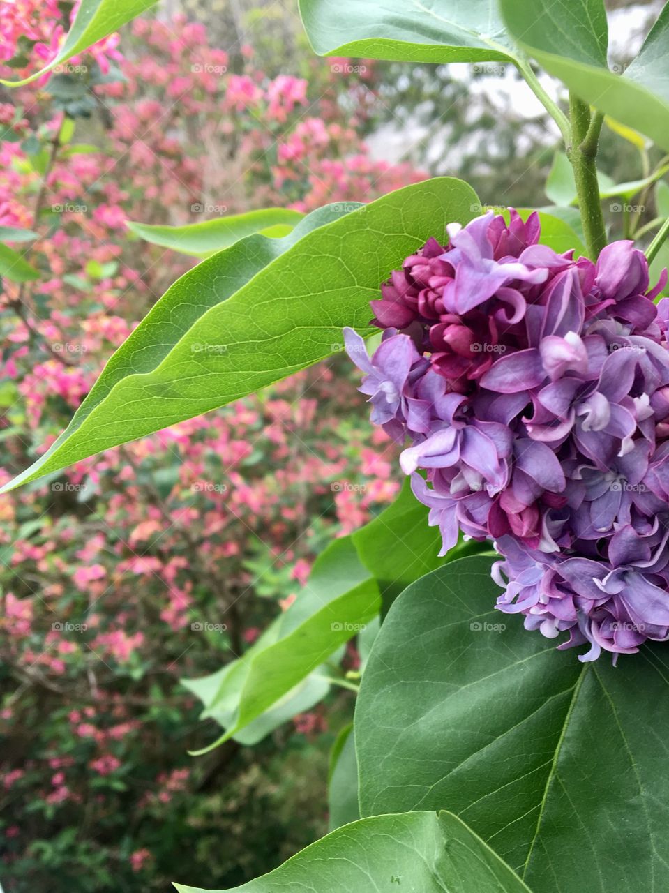 Purple spring