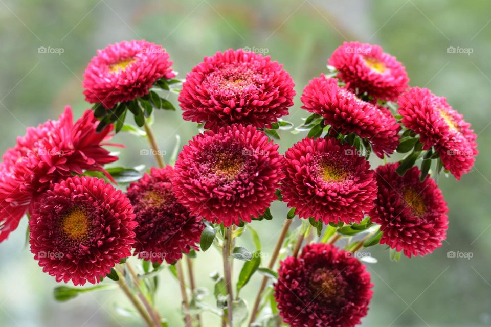 red flowers green background