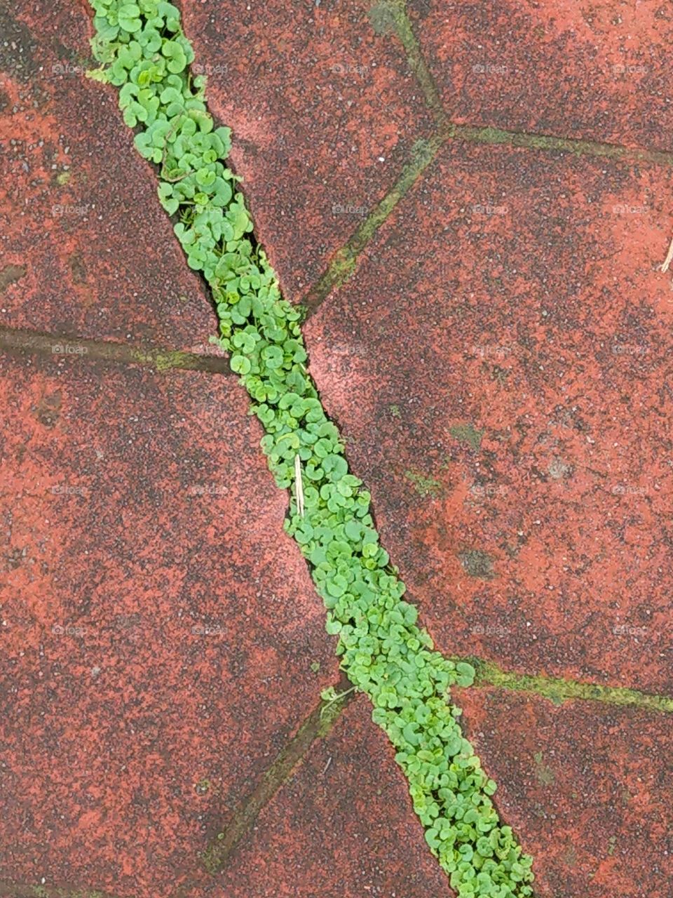 The plants are struggling in the gap, they also can live vibrantly and be green beautifully.