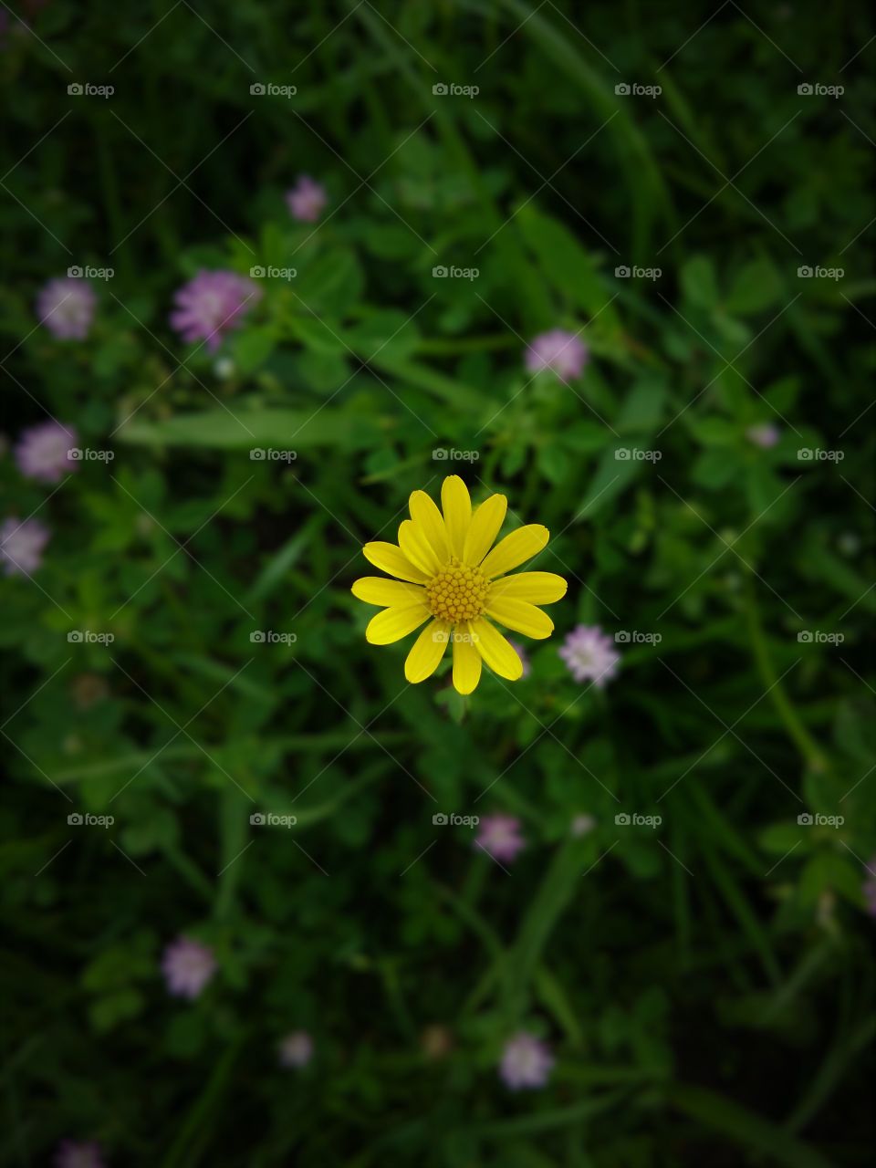 Yellow Daisy