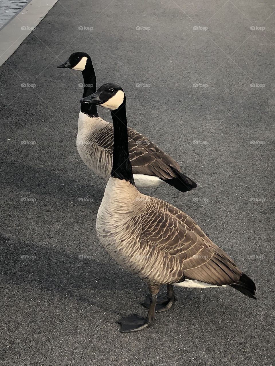 Twin geese on a mission 