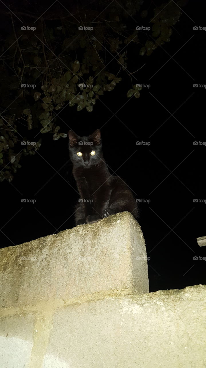 Gato preto na escuridão