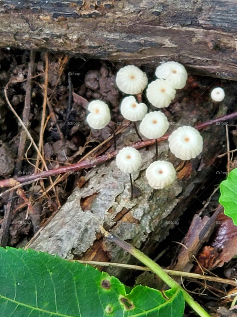 Poison mushrooms, ask Alice