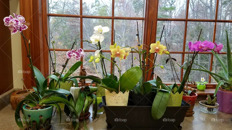 orchids by the window in the kitchen.