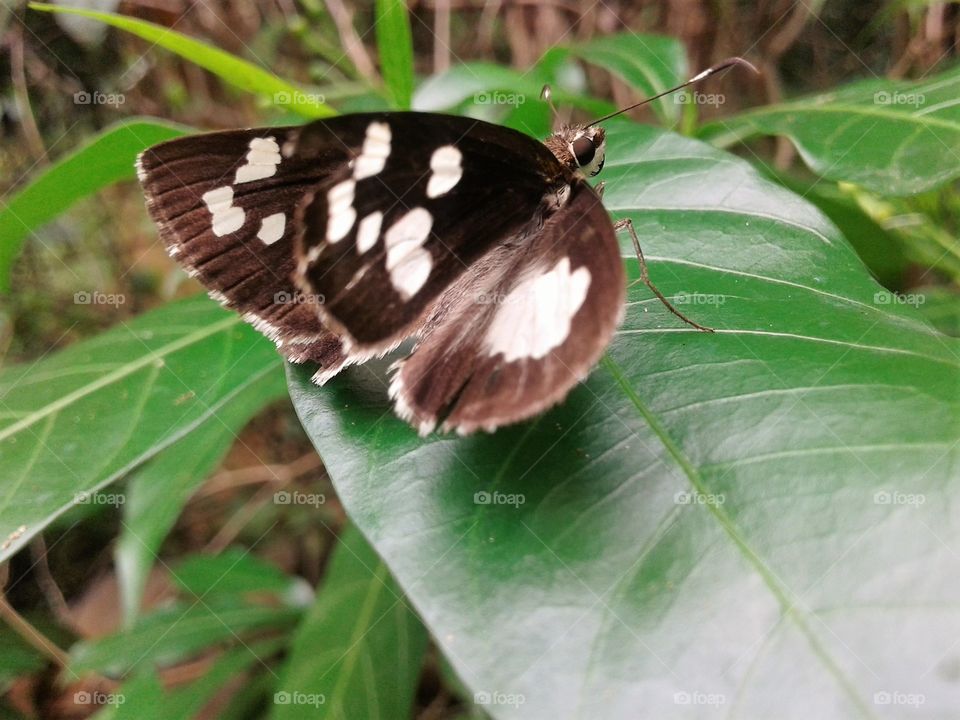 Dark Butterfly With white heart!