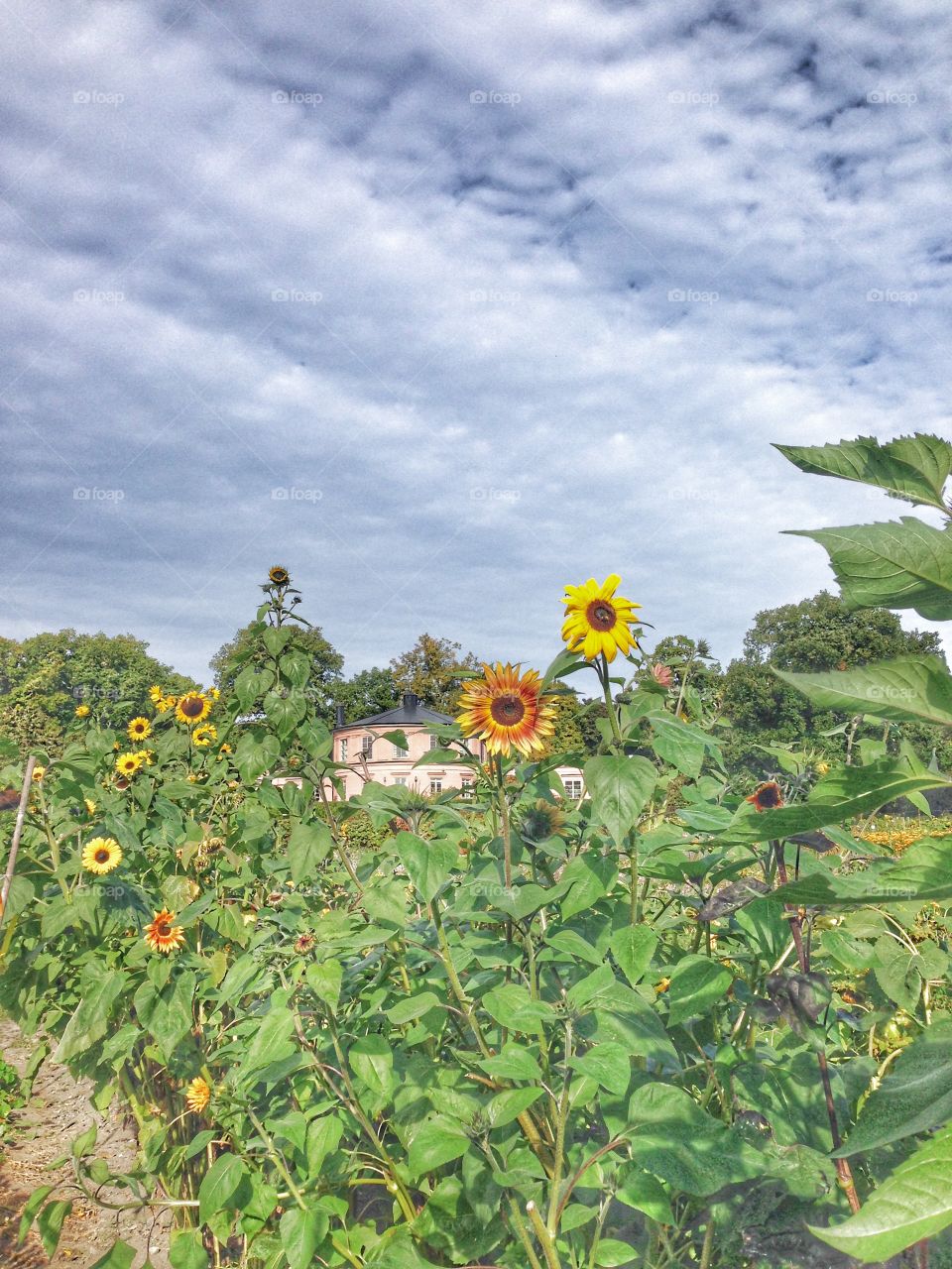 sunflowers at rosendal