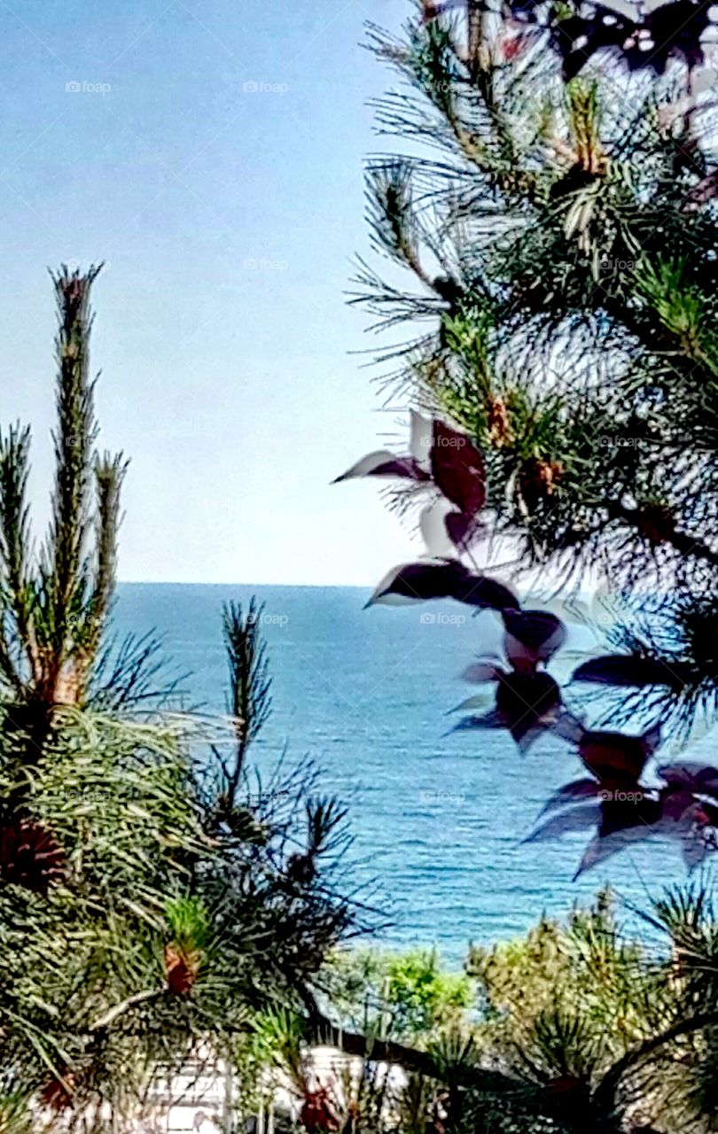 Tree, Nature, Sky, No Person, Outdoors