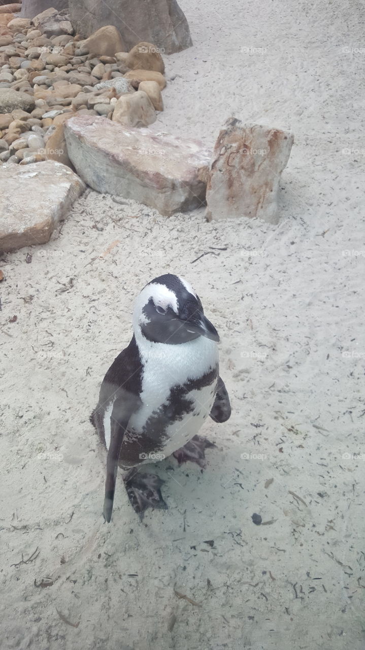 Busch Gardens Penguin