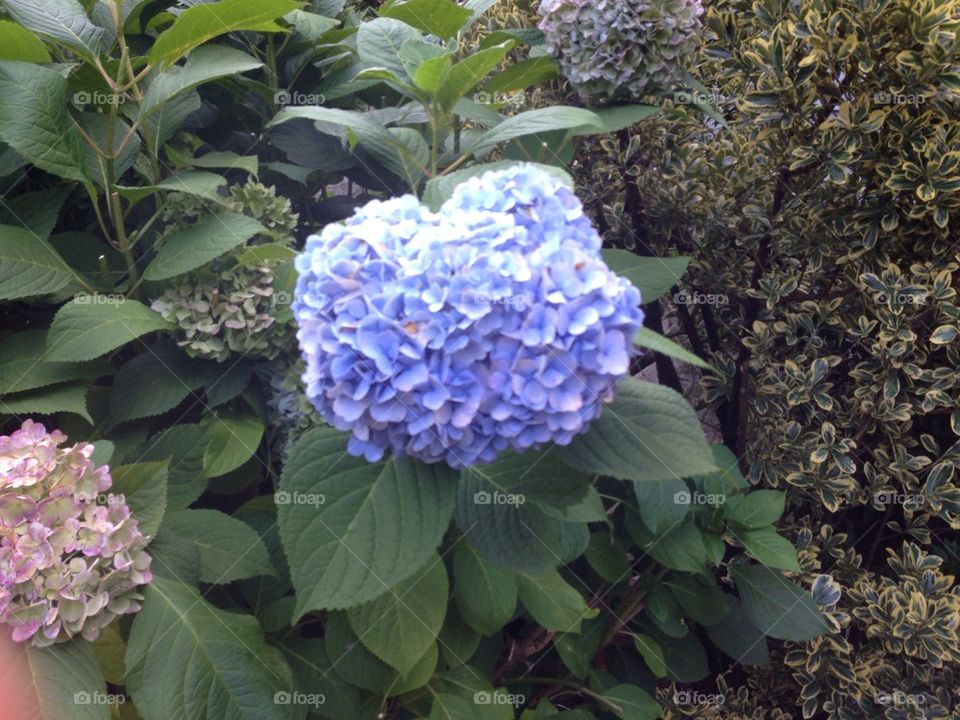 Blue hydrangea 