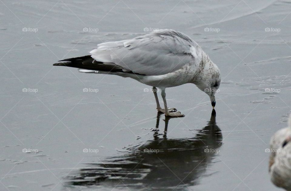 Gull vanity 