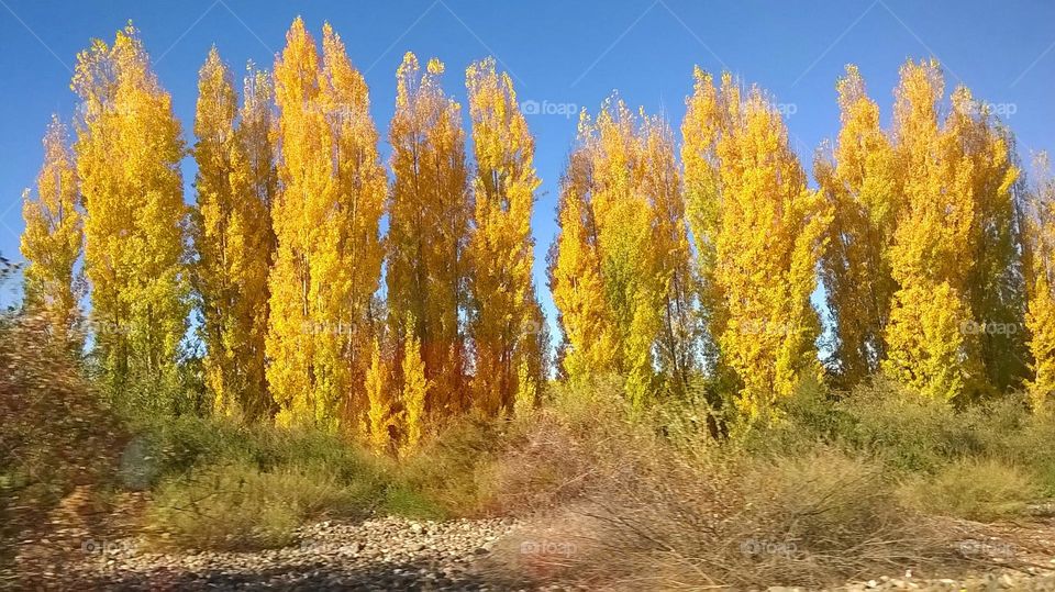 Árboles en otoño mendocino