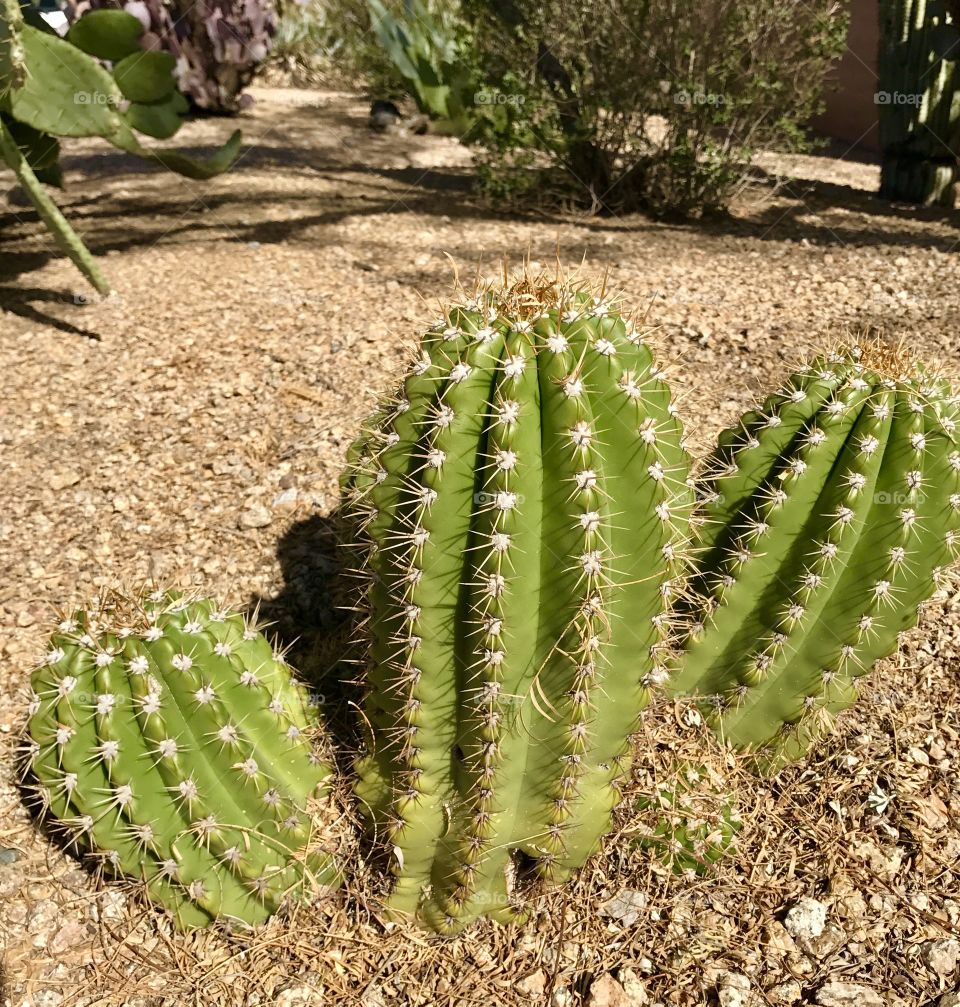 Three Barrel Cacti