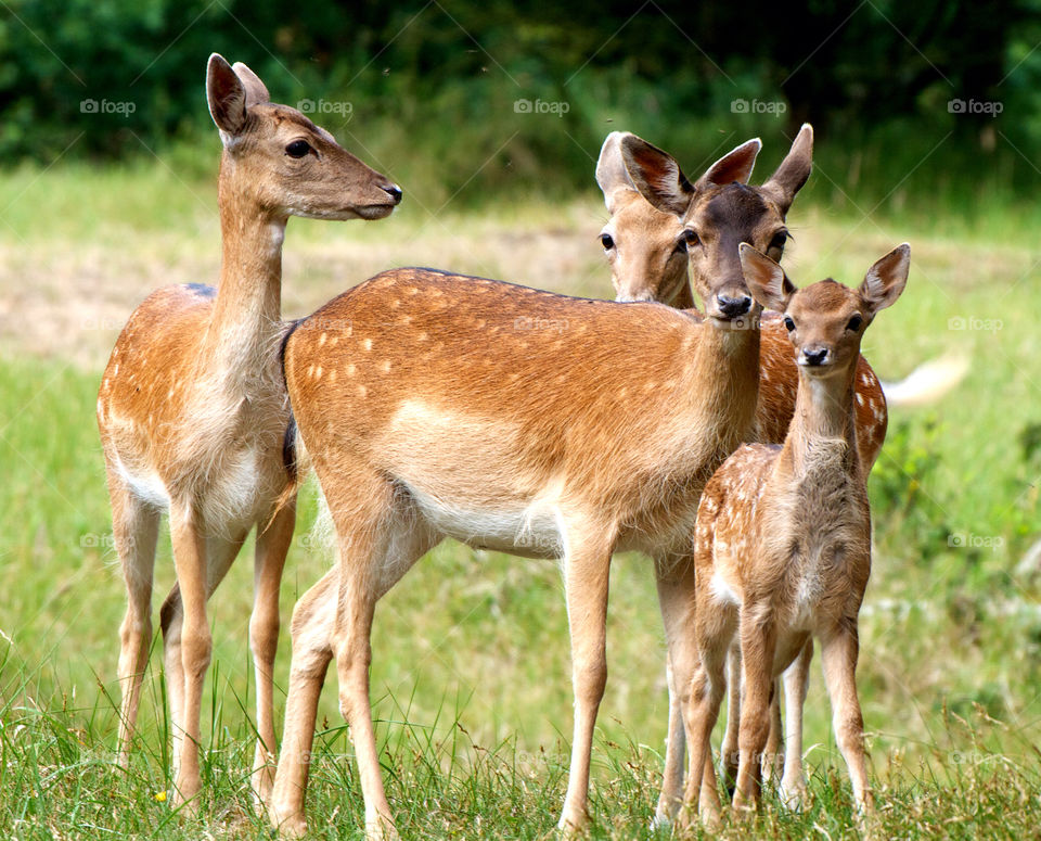 Deer in meadow