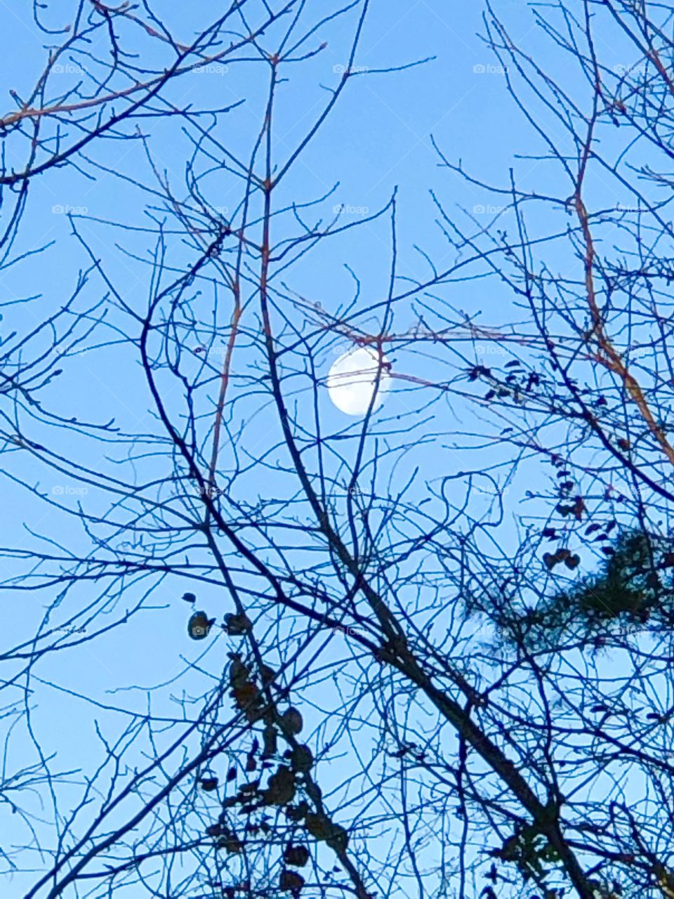 The bright moon shining through tree branches on an early dawn spring morning.