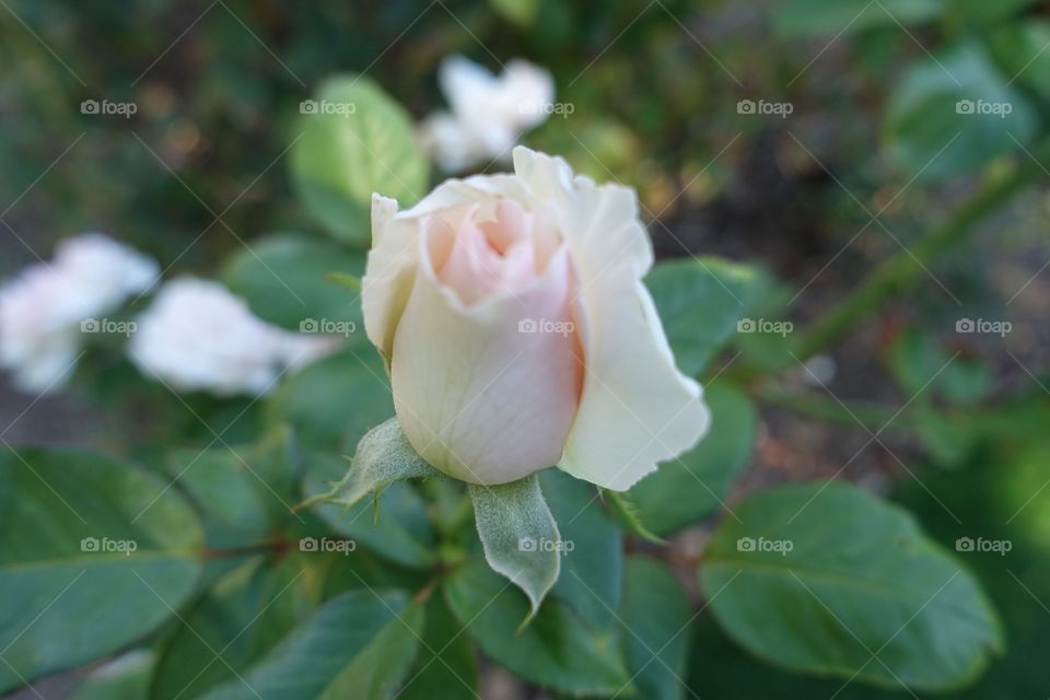 A rose bud.