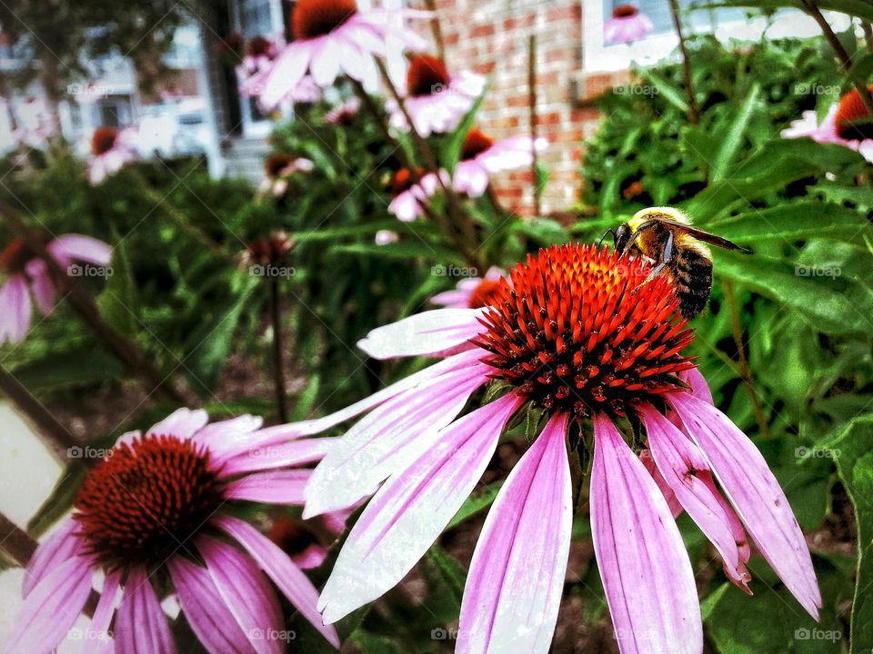 bee on a coneflower