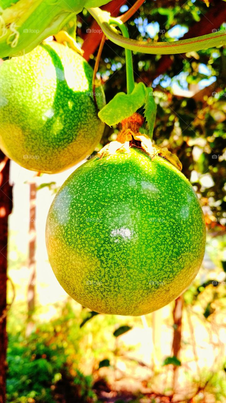 Maracujá fruit
