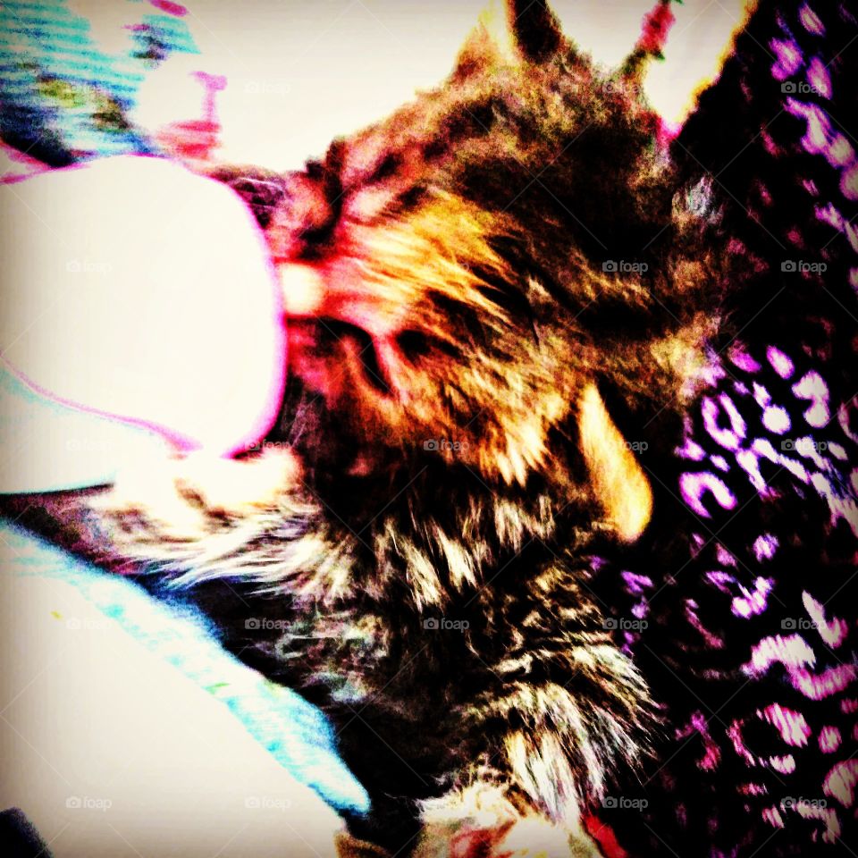 Cute little kitten drinking out of her bottle.