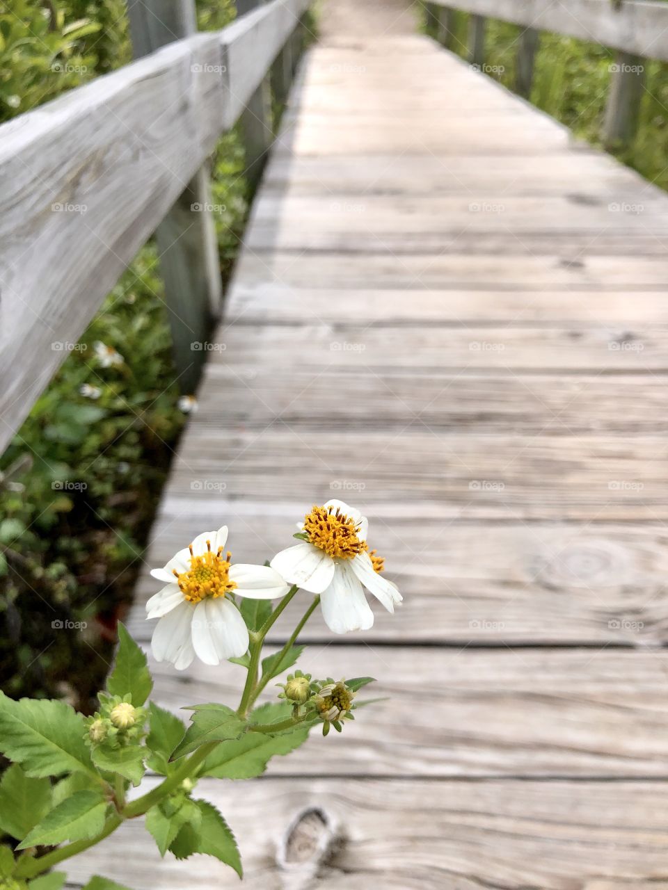 Sunny wooden boardwalk in nature preserve with white wildflowers in foreground 