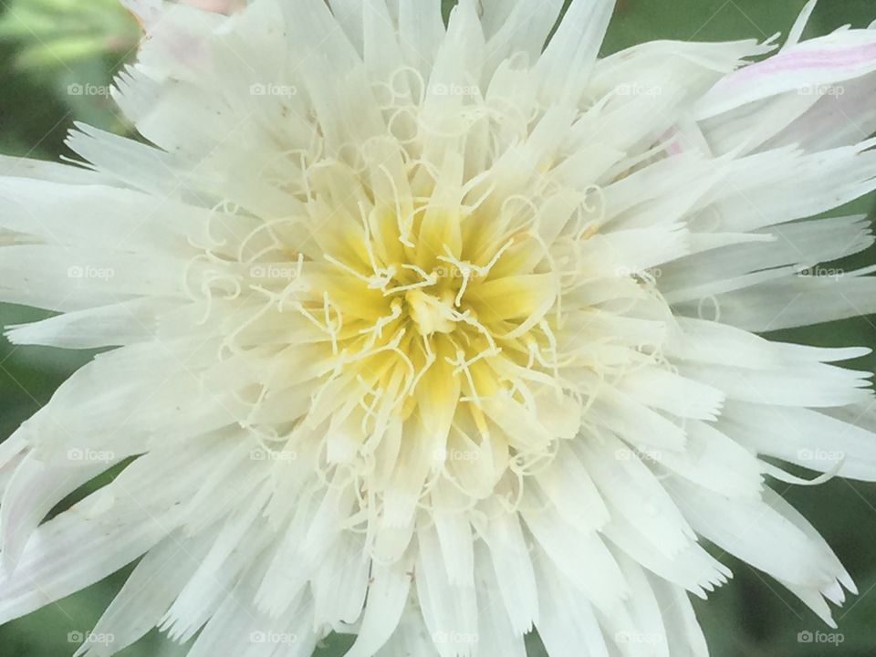 White wildflower 