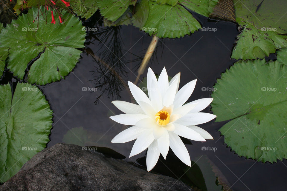 indonesia flower pond lake by nader_esk