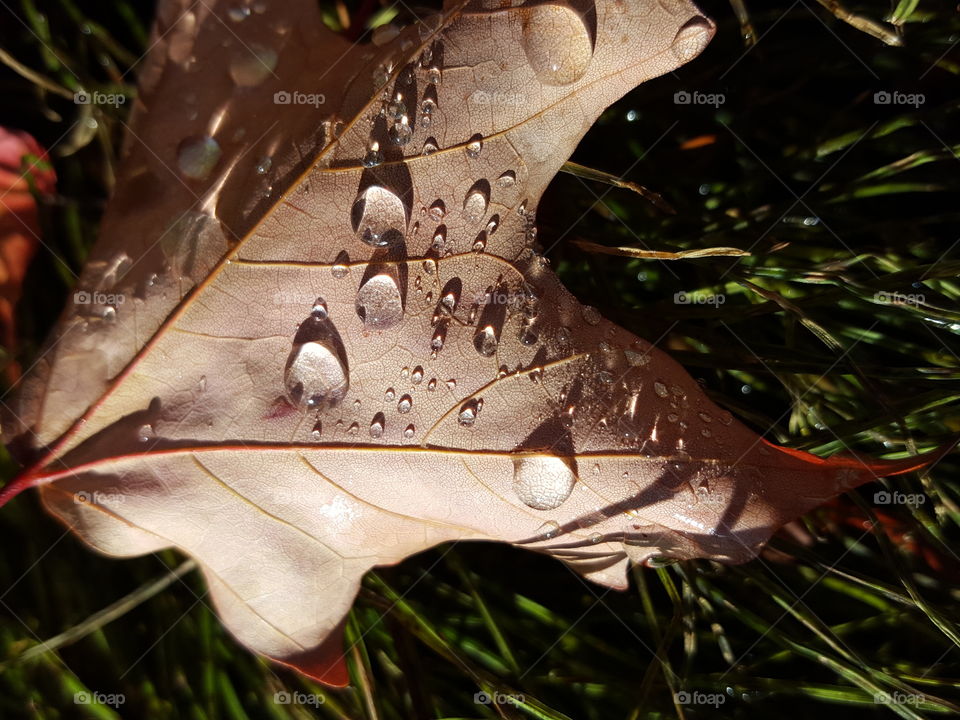 water drops