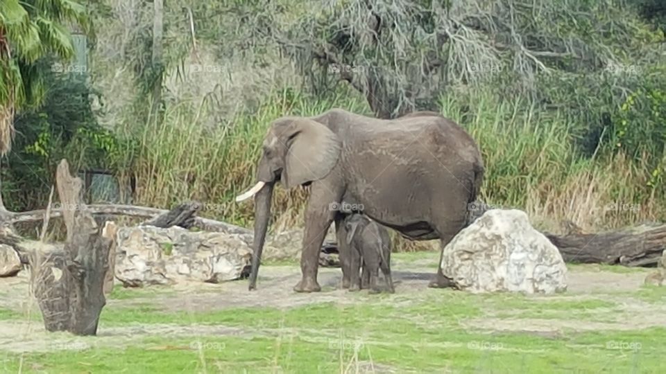 An elephant and her calf travel the grassland at Animal Kingdom at the Walt Disney World Resort in Orlando, Florida.