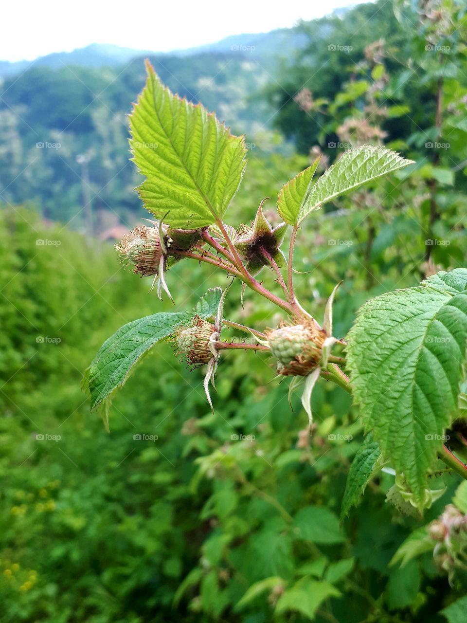 raspberry come slowly