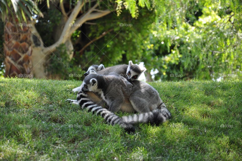 Lemurs 