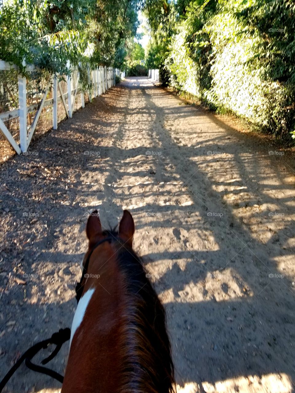 Crisscross shadows on an equestrian trail, as taken from the rider's perspective.  Greenery surrounds the trail.