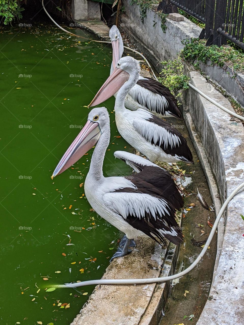 three pelicans