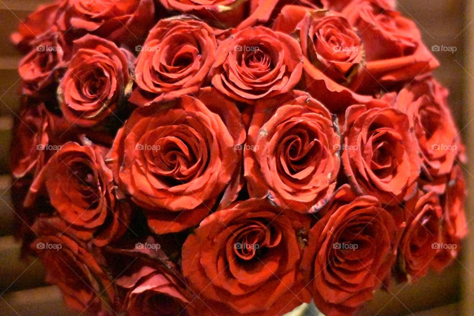 Rosas rojas 