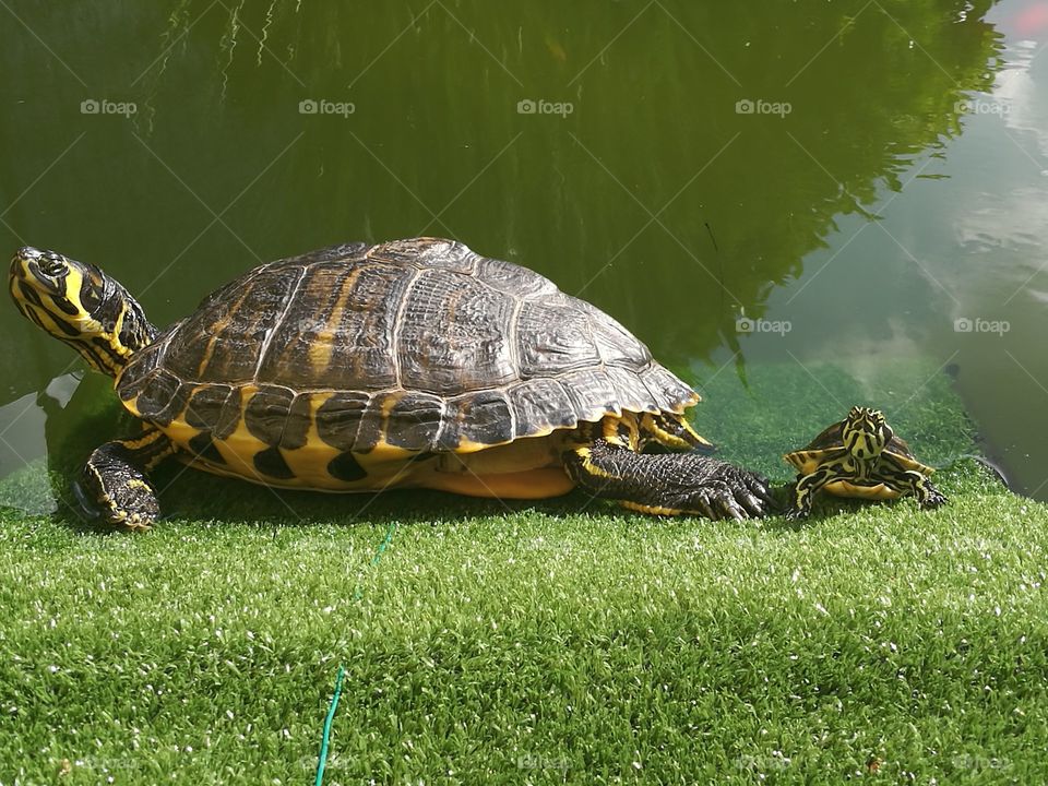 Turtle pet baby