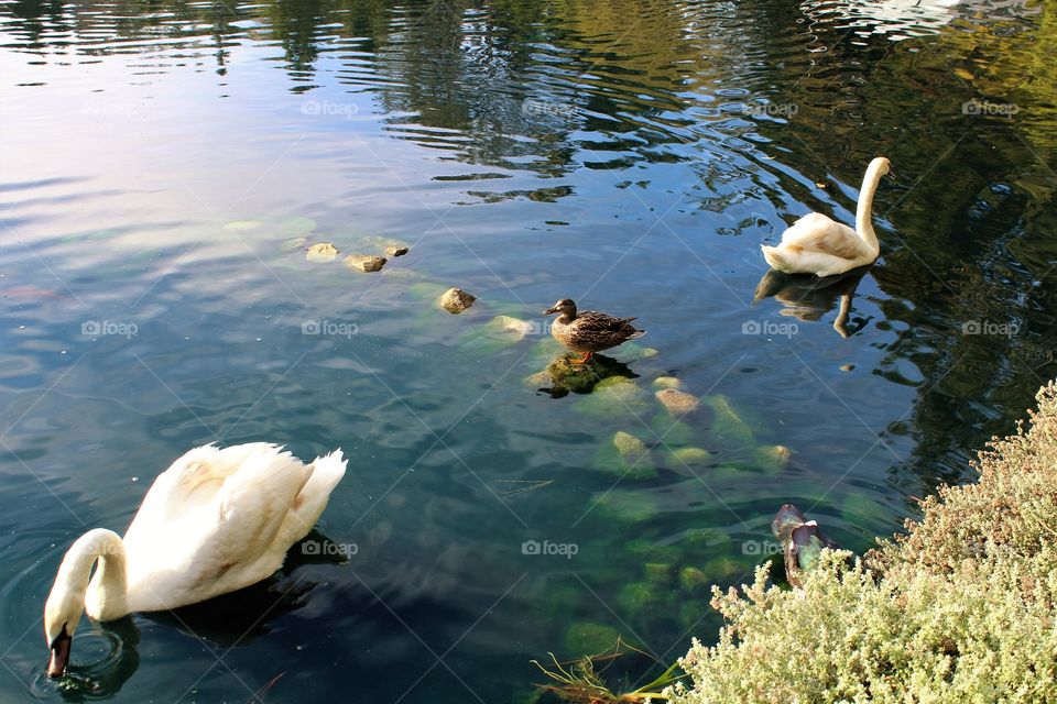 duck and swans
